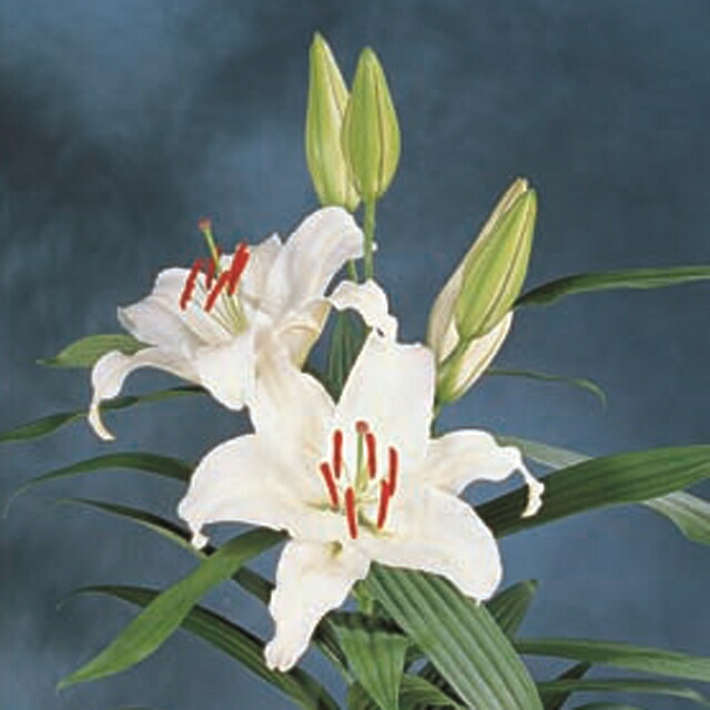 楽天市場 予約球根 ゆり ジャンボオリエンタルビクトリーカサブランカ 1球入 産直花だん屋 楽天市場 予約球根 ゆり ジャンボオリエンタルビクトリーカサブランカ 1球入 産直花だん屋