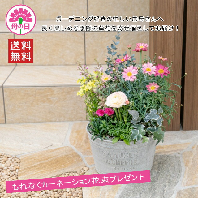 楽天市場】母の日ギフト！旬の草花を軽量樹脂製テラコッタに寄せ植えし