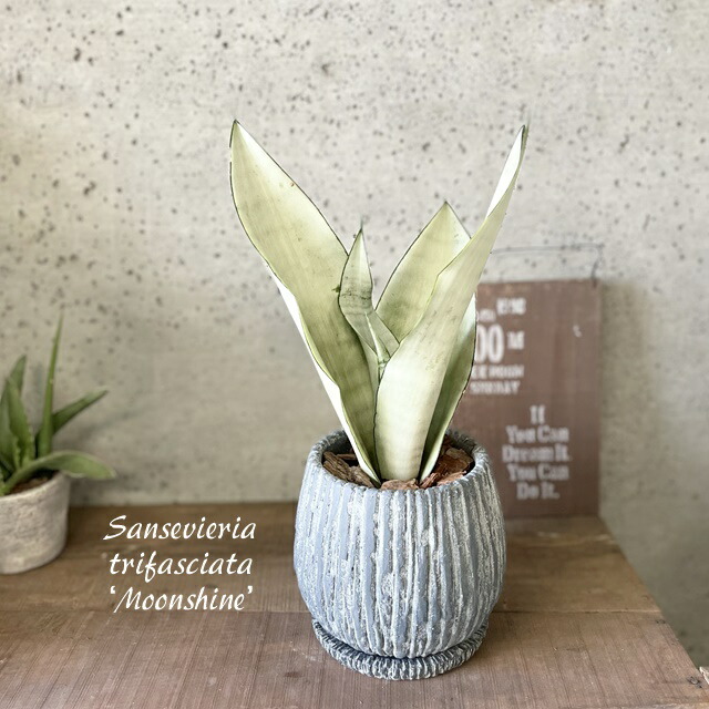 【専用】リプサリス✳︎さま 楽天市場】観葉植物【リプサリス属】リプサリス6.5号Sセメント鉢（皿付