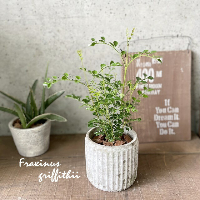 楽天市場】観葉植物【トネリコ属】シマトネリコ4号S陶器鉢（皿付