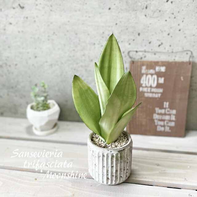 楽天市場】観葉植物【ホウライシダ属】アジアンタム4号Sセメント鉢