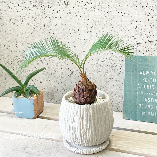 楽天市場】観葉植物【ソテツ属】ソテツ3.5号セメント鉢（KL47BKBB