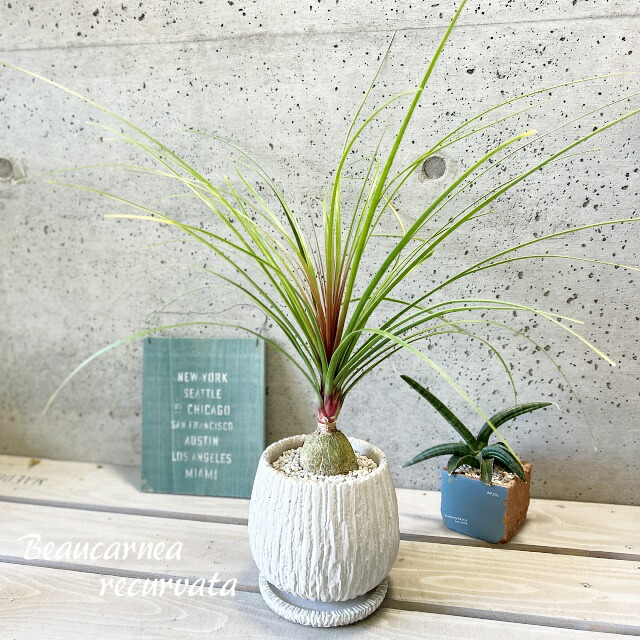 【専用】リプサリス✳︎さま 楽天市場】観葉植物【リプサリス属】リプサリス6.5号Sセメント鉢（皿付