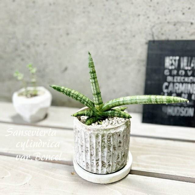 楽天市場】観葉植物【シェフレラ属】シェフレラAハッピーイエロー5号