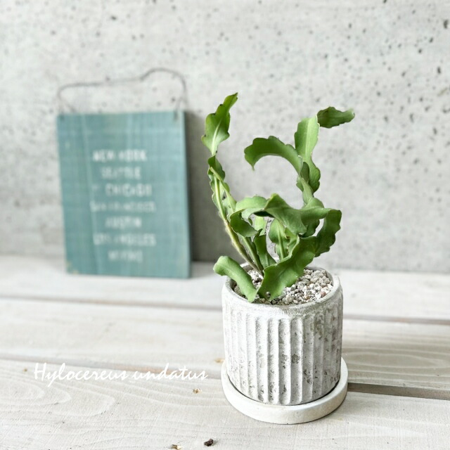 楽天市場】観葉植物【ソテツ属】ソテツ3.5号セメント鉢（KL47BKBB