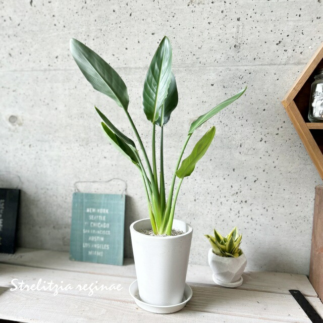 楽天市場】観葉植物【ソテツ属】ソテツ 5号Sセメント鉢（皿付）GG16104