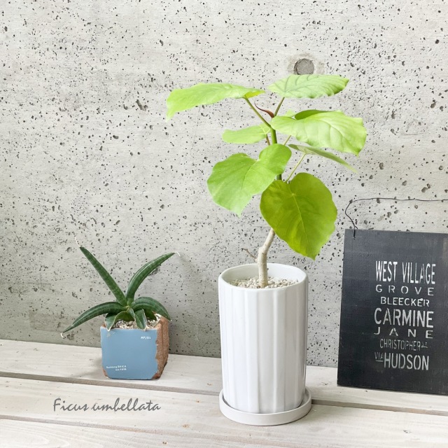 楽天市場】観葉植物【ソテツ属】ソテツ 5号Sセメント鉢（皿付）GG16104