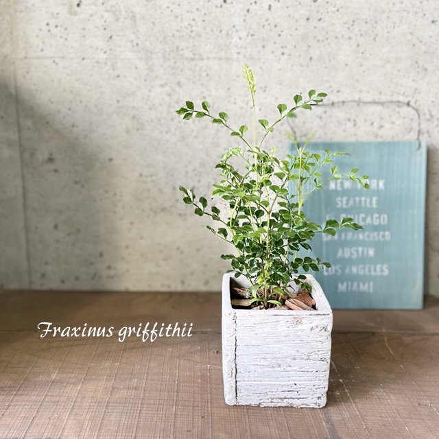 楽天市場】観葉植物【ホウライシダ属】アジアンタム4号Sセメント鉢