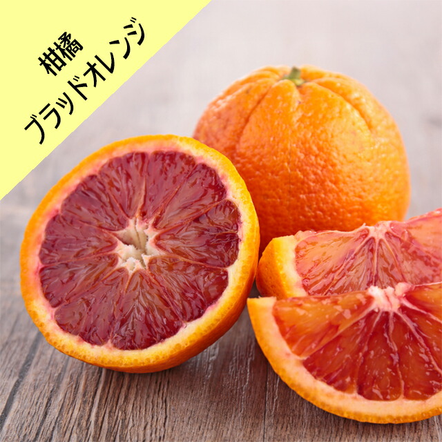 柑橘4年生　ブラッドオレンジ接木苗／タロッコ　樹高120cm 現品撮影 タロッコ ブラッドオレンジ 苗 おすすめ 苗木部 By 花ひろば