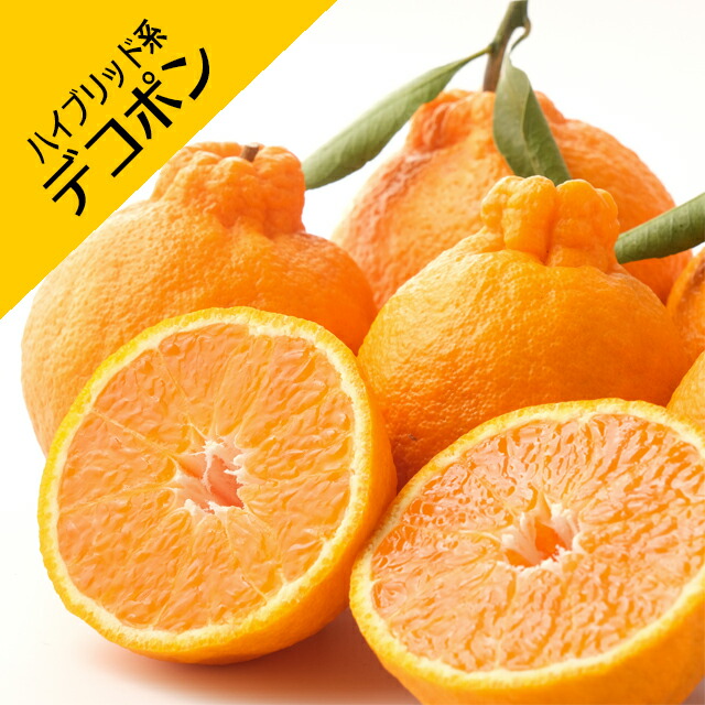 楽天市場】【香酸柑橘系ミカン属】大実柚子（ほんゆず）（接木苗）4号