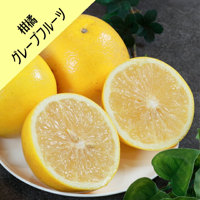 楽天市場】グレープフルーツ苗木【マーシュ】 2年生接木苗 : 苗木部