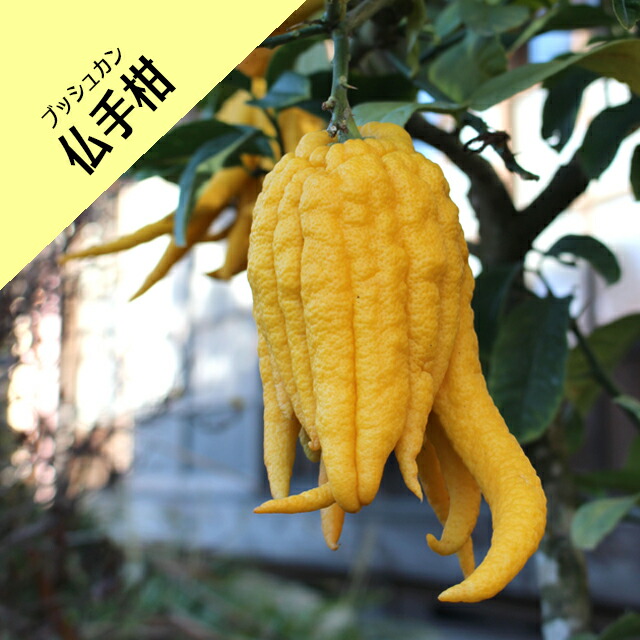 楽天市場】しめ飾り モダン おしゃれ しめ縄 【 仏手柑（ぶっしゅっか