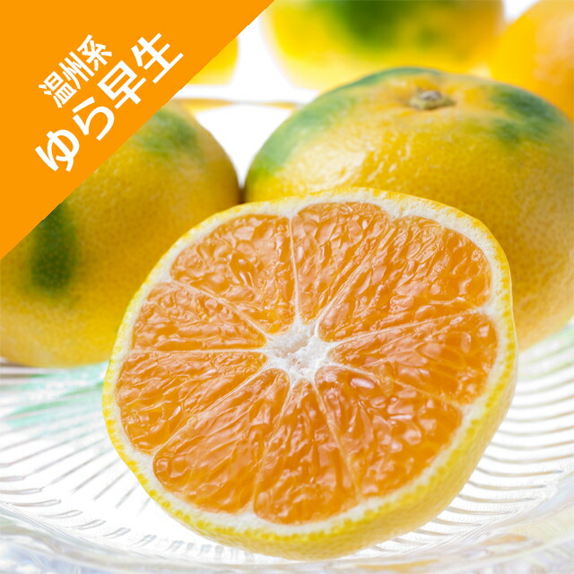 無農薬 由良早生蜜柑 苗木 果樹 みかんの苗木 ゆら早生 【果樹の苗木 4.5号ポット／1個売り