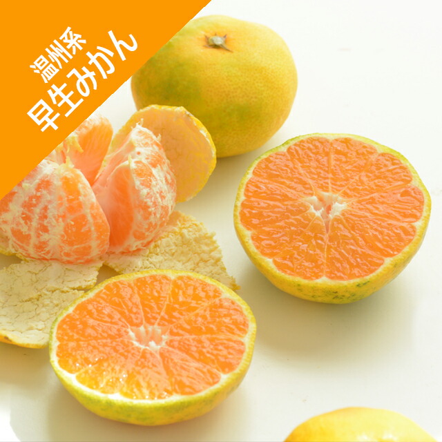 楽天市場】【香酸柑橘系ミカン属】大実柚子（ほんゆず）（接木苗）4号