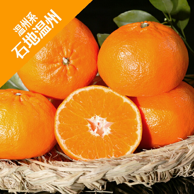 楽天市場】【温州系柑橘ミカン属】興津早生（接木苗）4号LLポット