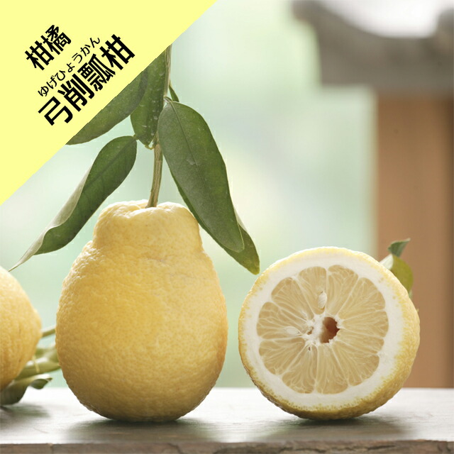 楽天市場】【香酸柑橘系ミカン属】獅子柚子（接木苗）4号LLポット