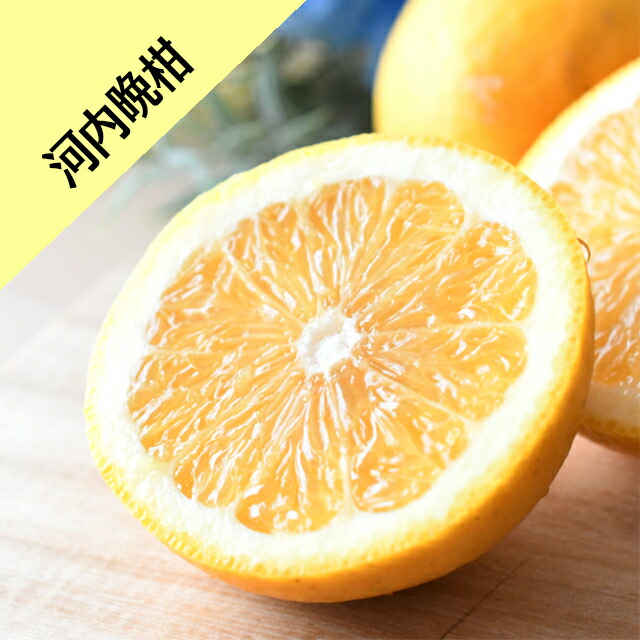 楽天市場】【柑橘苗木】【2年生苗】三宝柑（さんぽうかん） 高さ