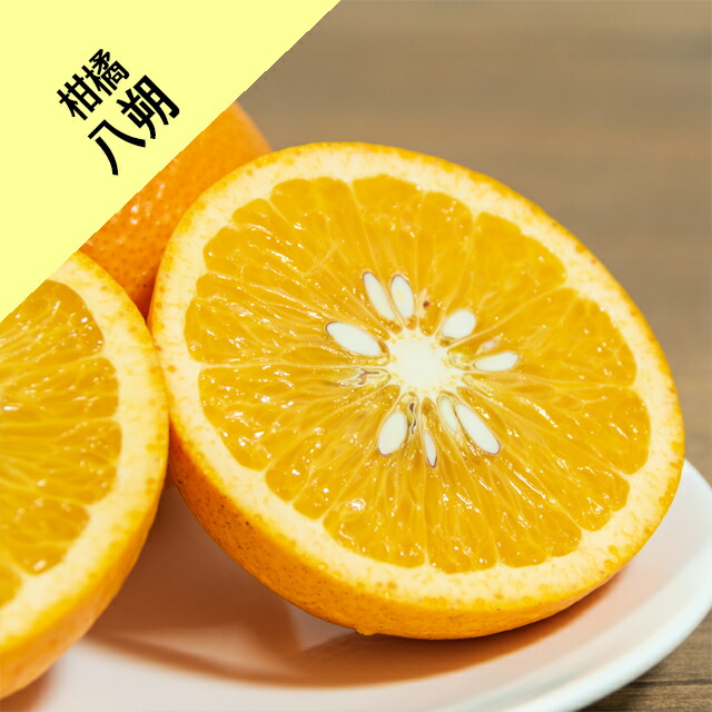 楽天市場】【香酸柑橘系ミカン属】大実柚子（ほんゆず）（接木苗）4号