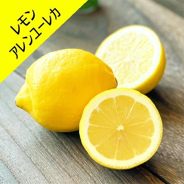 楽天市場】【香酸柑橘系ミカン属】大実柚子（ほんゆず）（接木苗