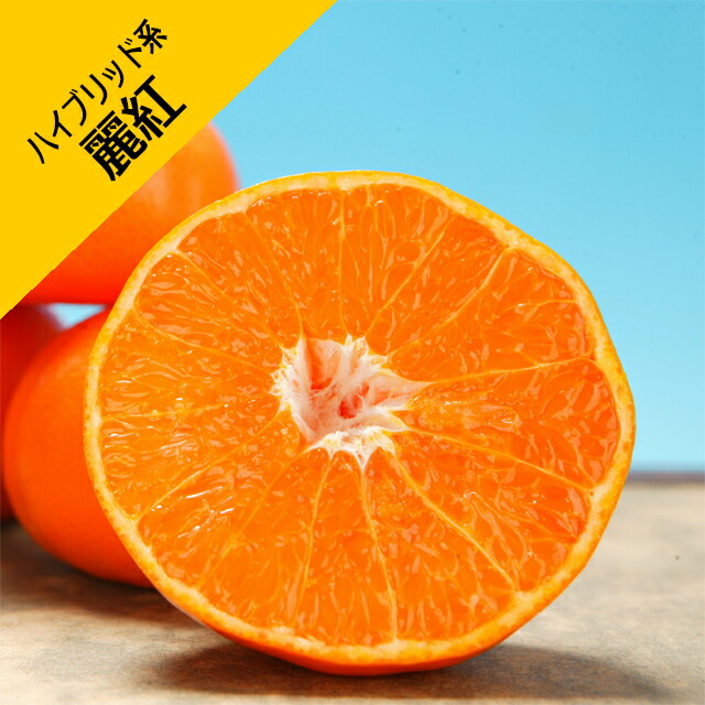 楽天市場】◇送料無料◇ みかん 苗木 【麗紅 （れいこう） ［登録品種