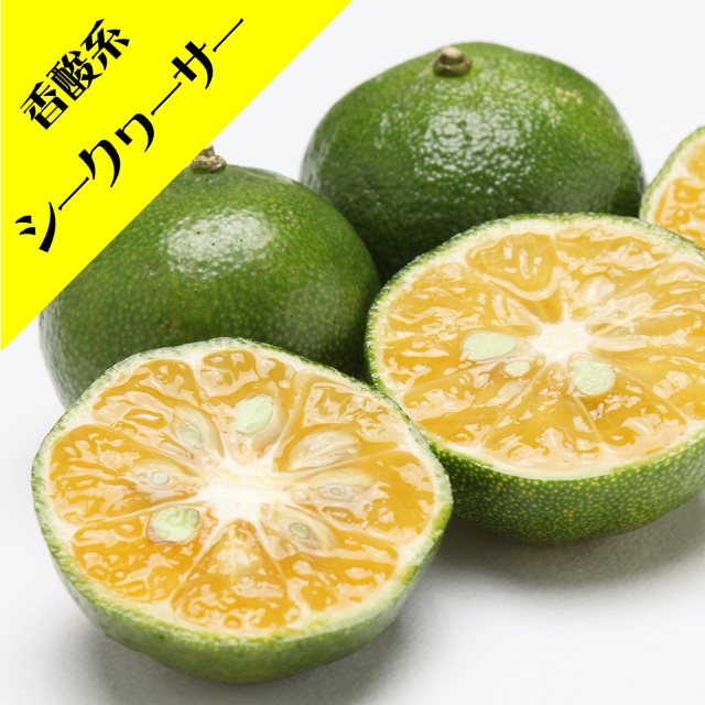 ✨シークヮーサー苗木レモンの横に、沢山の実付き♪✿✿✿✿✿♪ちむどんどん朝ドラ ✨シークヮーサー苗木レモンの横に、沢山の実付き♪✿✿✿✿