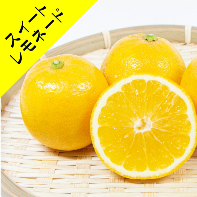 値下げ中‼︎ 手渡し品②スイートレモネード取木苗　実付き 71J7eNV20CL._UF1000,1000_QL80_.jpg