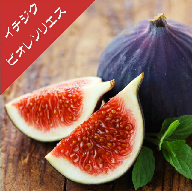 楽天市場】イチジクの木 ビオレソリエス 7号 樹高0.8m(鉢底から) 苗木