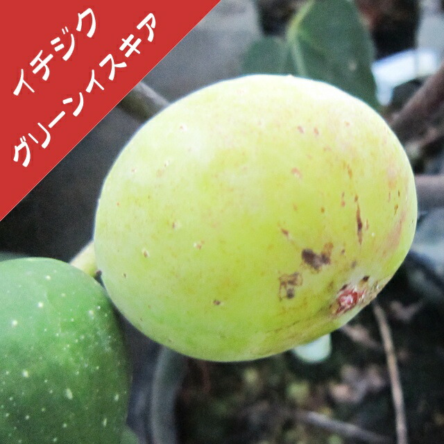 無農薬 無花果 ✳︎ イチジク ✳︎ ドリードポルケロール 苗木 大苗 trtfc6 無農薬 無花果 ✳︎ イチジク ✳︎ ドリードポルケロール 苗木 大苗 trtfc6