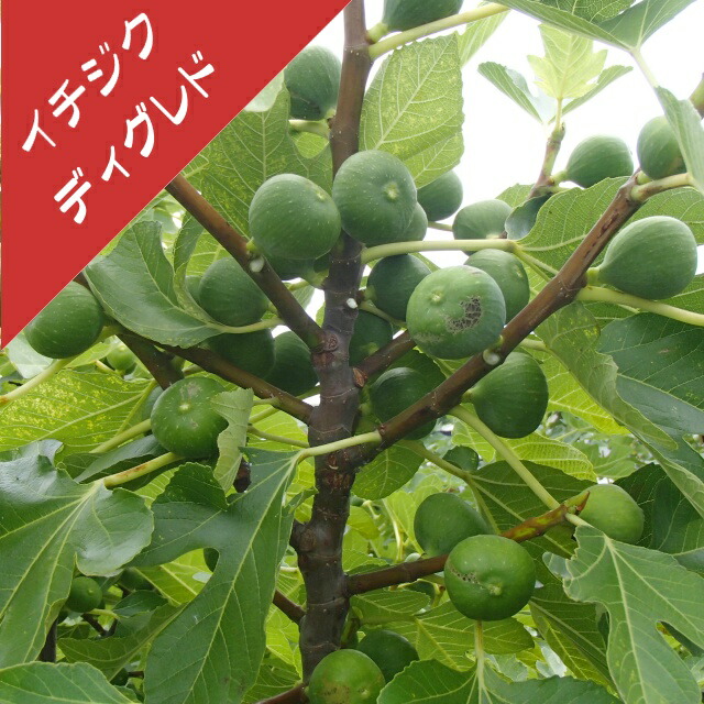 楽天市場】【イチジク属】グリーン・イスキア（挿し木苗）4号LLポット