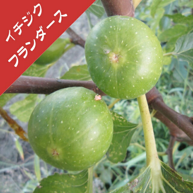 楽天市場】【イチジク属】ブラウン・ターキー(挿し木苗)4号LL 楽天市場】【イチジク属】ブラウン・ターキー(挿し木苗)4号LL