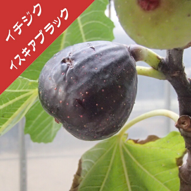 楽天市場】【イチジク属】グリーン・イスキア（挿し木苗）4号LLポット