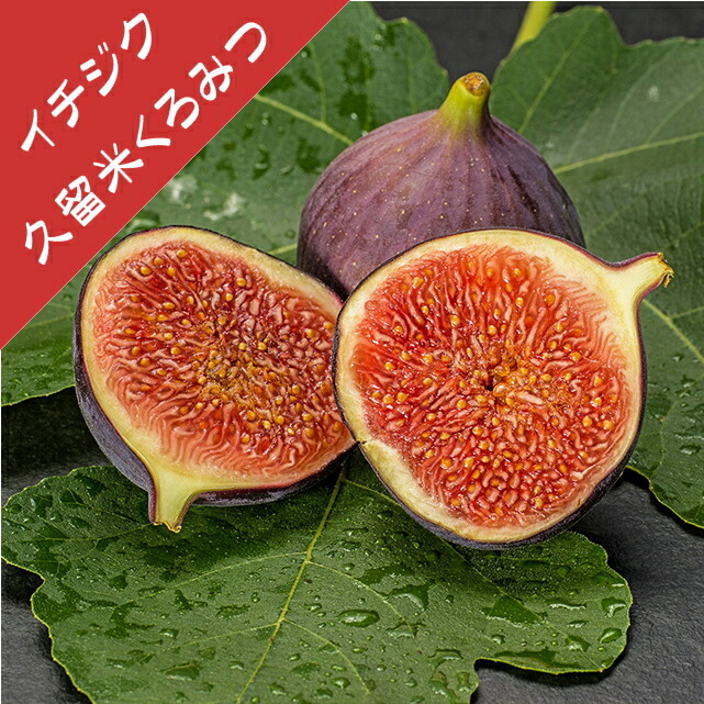 イチジク、Smith（果実付き挿し木苗）6号鉢使用 楽天市場】イチジク 苗 【サマーレッド】 1年生 挿し木 ポット苗