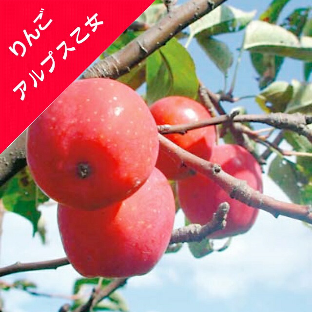 楽天市場】一杯実を付けてお届けします 果樹苗 リンゴ ( りんご