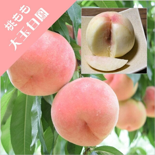 桃　白鳳　成木 桃 白鳳 成木 000000015951-01-l.jpg?t=