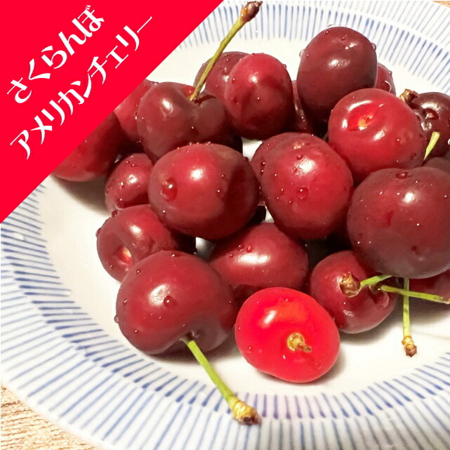 楽天市場】【送料無料】アメリカンチェリー さくらんぼの苗木