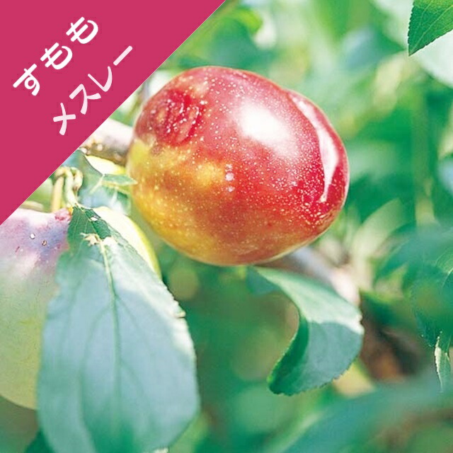 楽天市場】【サクラ属】すももスーパーセブン(接木苗)3.5号LL