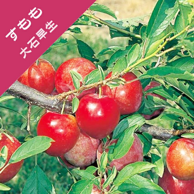 市場 予約販売 果樹苗 柑橘 庭木 文旦 紅まどか 13.5cmポット 苗木