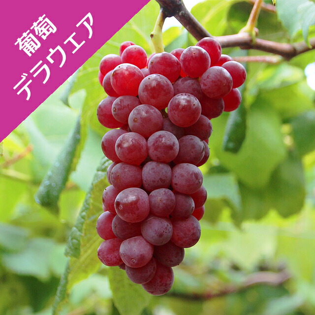 楽天市場】【デラウェア】 ぶどう 1年生挿木苗 【予約販売】11