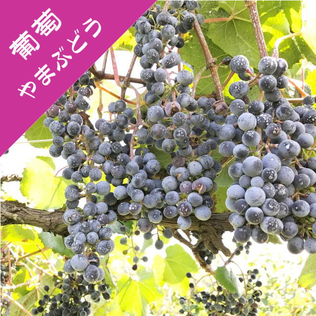 楽天市場】【現品】ブドウ 翡翠（ヒスイ） 6号苗 : 千草園芸