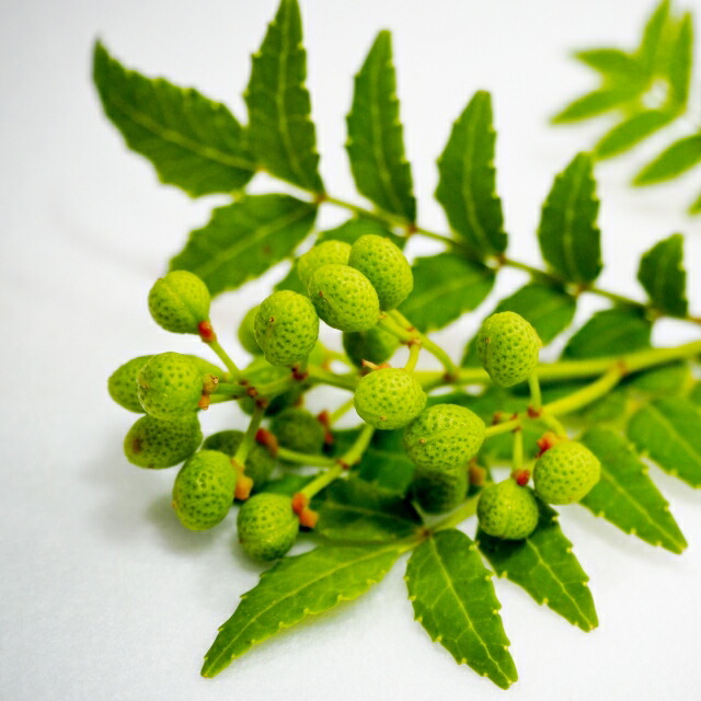 実がなるトゲなし山椒 朝倉さんしょう 接木苗木