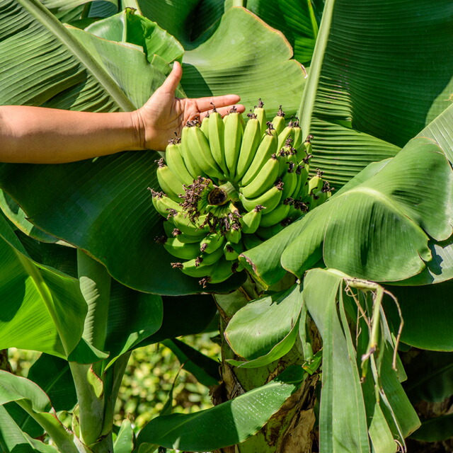 楽天市場】予約販売 バナナ ドワーフナムワーハーディー 苗 12cmポット 楽天市場】予約販売 バナナ ドワーフナムワーハーディー 苗 12cmポット