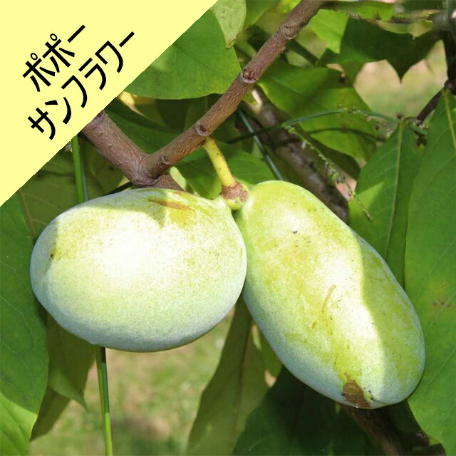 楽天市場】【アシナミ属】ポポー NC1接木苗 5号ポット : 産直花だん屋