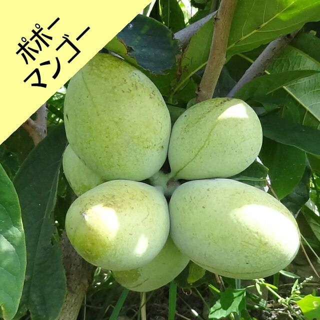 なつめ　ポポー 楽天市場】【アシナミ属】ポポー NC1接木苗 5号ポット : 産直花だん屋