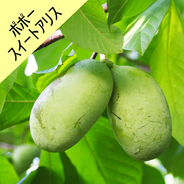 なつめ　ポポー 楽天市場】【アシナミ属】ポポー NC1接木苗 5号ポット : 産直花だん屋