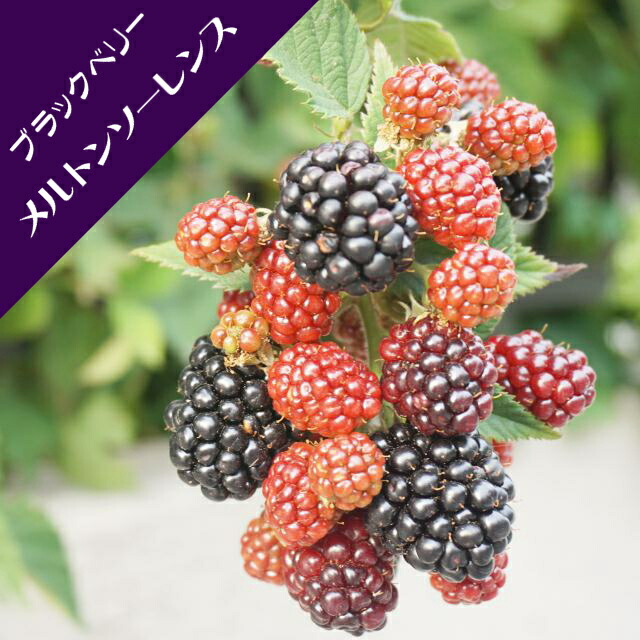 楽天市場】【キイチゴ属】トゲなしジャンボブラックベリー あみ