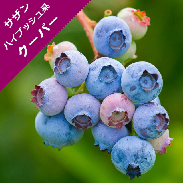 楽天市場 スノキ属 ブルーベリーサザンハイブッシュ系クーパー 挿木苗 4 5号ポット 産直花だん屋
