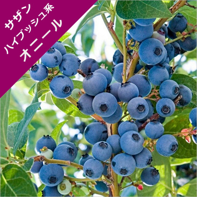楽天市場 スノキ属 ブルーベリーサザンハイブッシュ系オニール 挿木苗 5号ポット 産直花だん屋 楽天市場 スノキ属 ブルーベリーサザンハイブッシュ系オニール 挿木苗 5号ポット 産直花だん屋