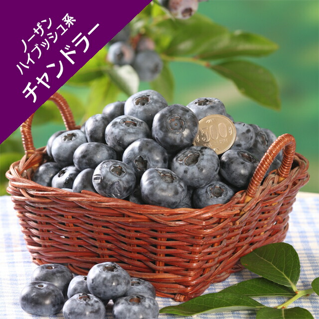 楽天市場】【スノキ属】ブルーベリーラビットアイ系モンゴメリー