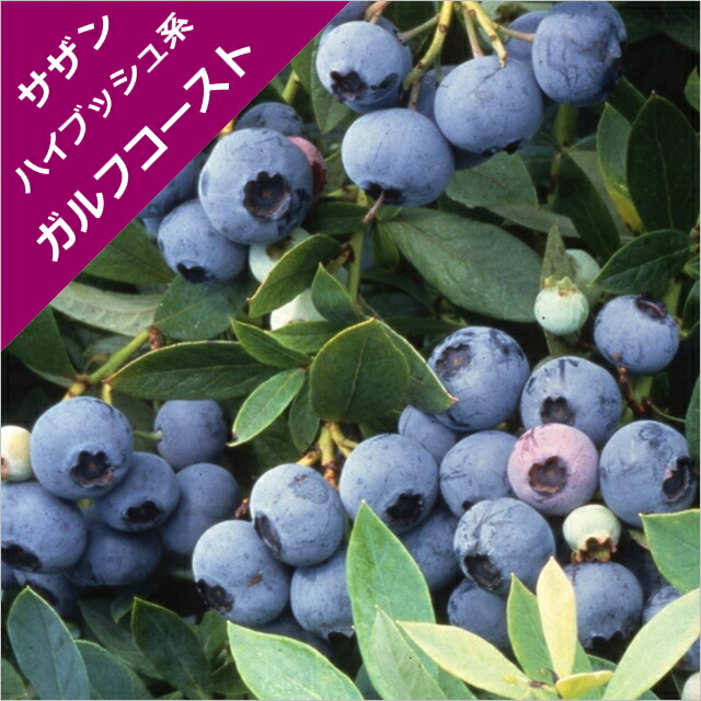 楽天市場 スノキ属 ブルーベリーサザンハイブッシュ系ガルフコースト 挿木苗 5号ポット 産直花だん屋