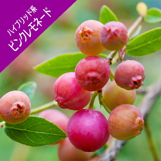 楽天市場】【スノキ属】ブルーベリーピンクレモネード（挿木苗）3.5号